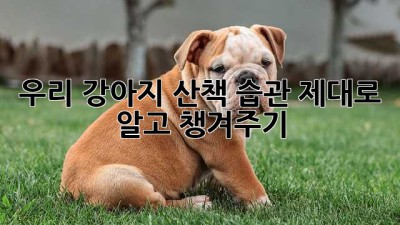 우리 강아지, 산책 습관 제대로 알고 챙겨주기🐶🐾